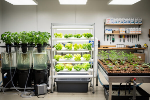 Hydroponic Systems Explained: DWC, NFT, Ebb and Flow and Which One Is Right for You