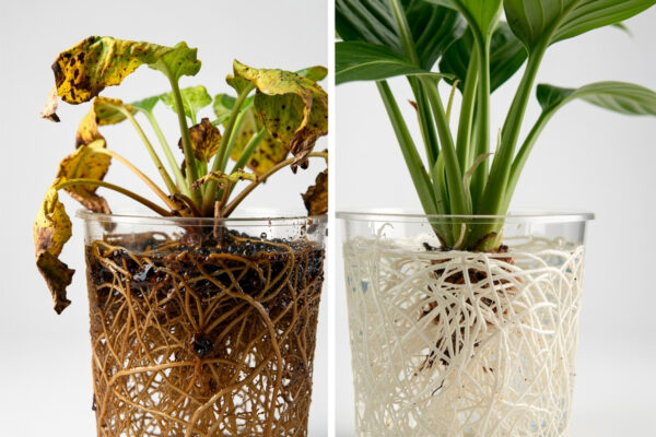 7 Common Hydroponic Mistakes That Kill Plants (And How to Fix Them)
