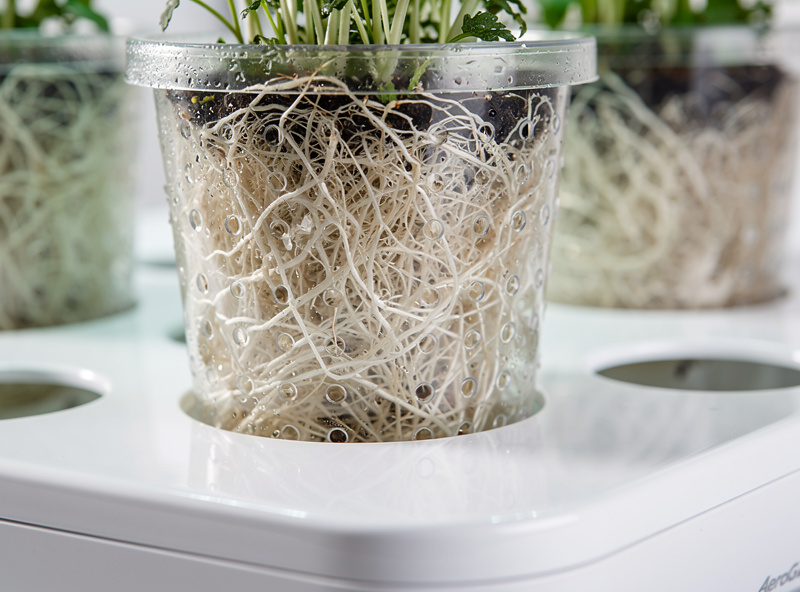 AeroGarden plant pods with roots in reservoir