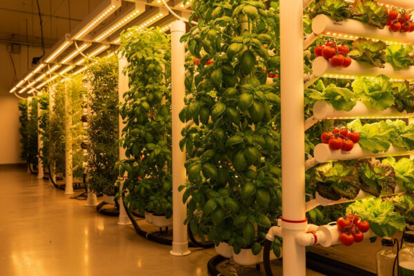 Complete Guide to Hydroponic Plant Growing