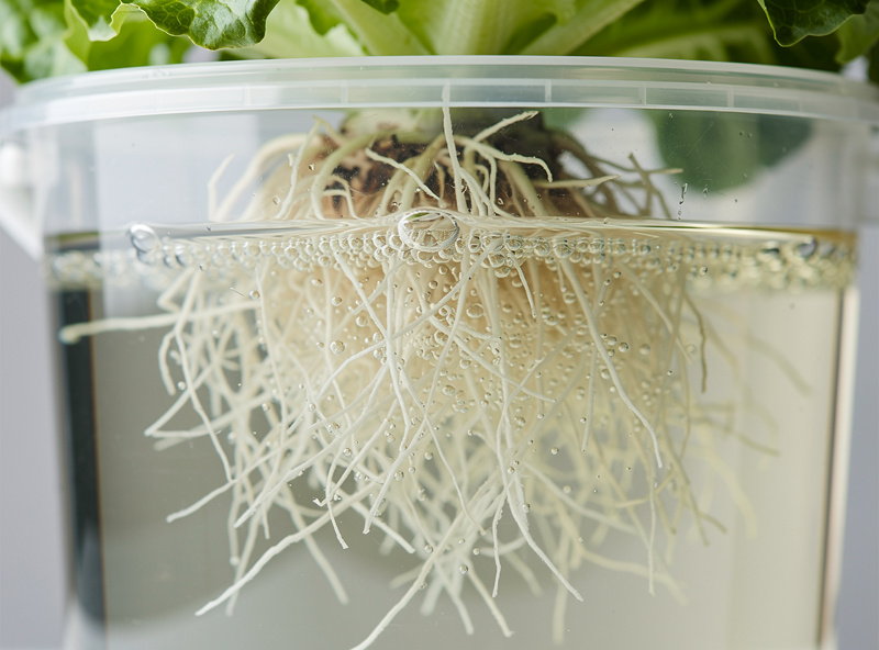 Close-up of healthy white hydroponic lettuce roots growing in nutrient solution