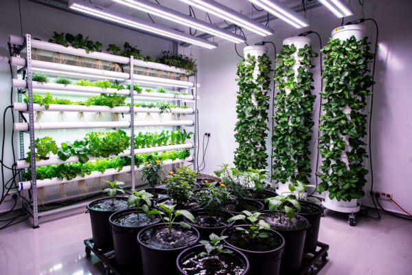 Hydroponic Systems: Complete Guide to All Methods