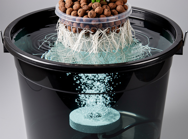 Deep Water Culture hydroponic bucket showing clear water with air stone bubbling and plant roots in net pot