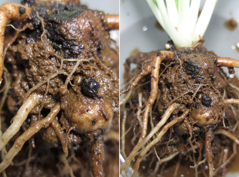 Brown slimy hydroponic plant roots showing root rot damage from insufficient oxygen