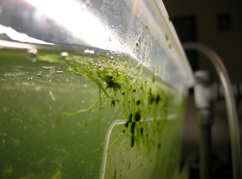 Green algae growing inside a translucent hydroponic reservoir showing light leak contamination