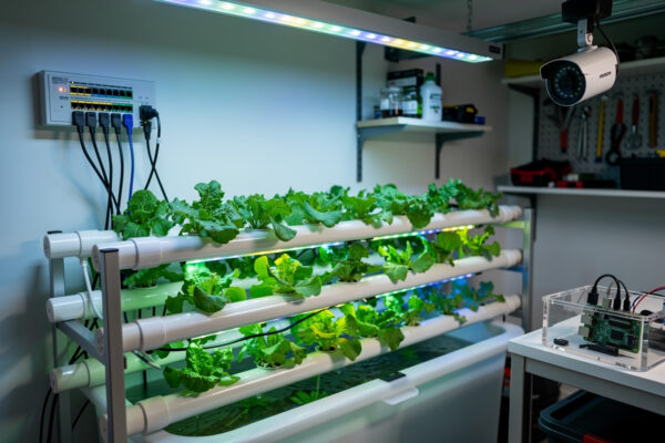 Networking a Hydroponic Lab: Sensors, Cameras, Automation Across VLANs