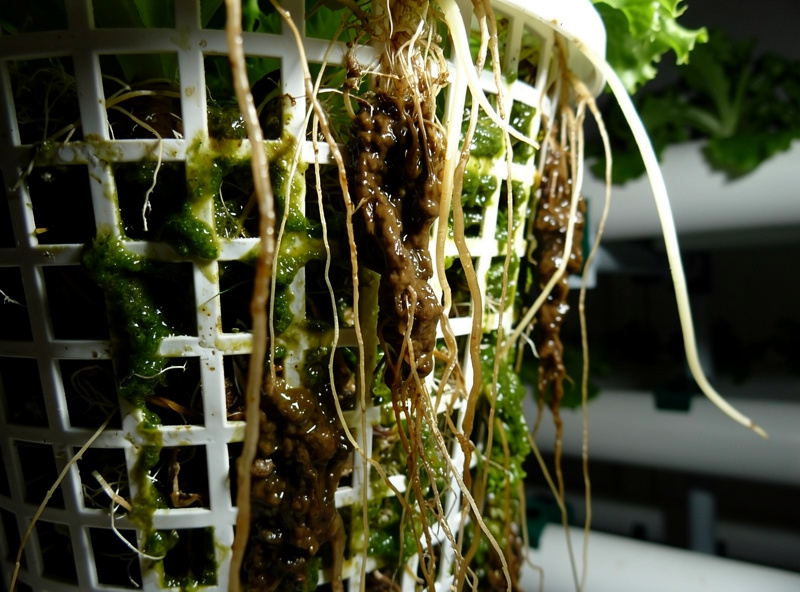 Hydroponic lettuce roots showing brown slime indicating root rot in a net pot