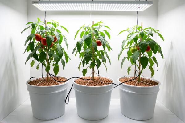 5 Gallon Bucket Hydroponics: Grow Tomatoes and Peppers