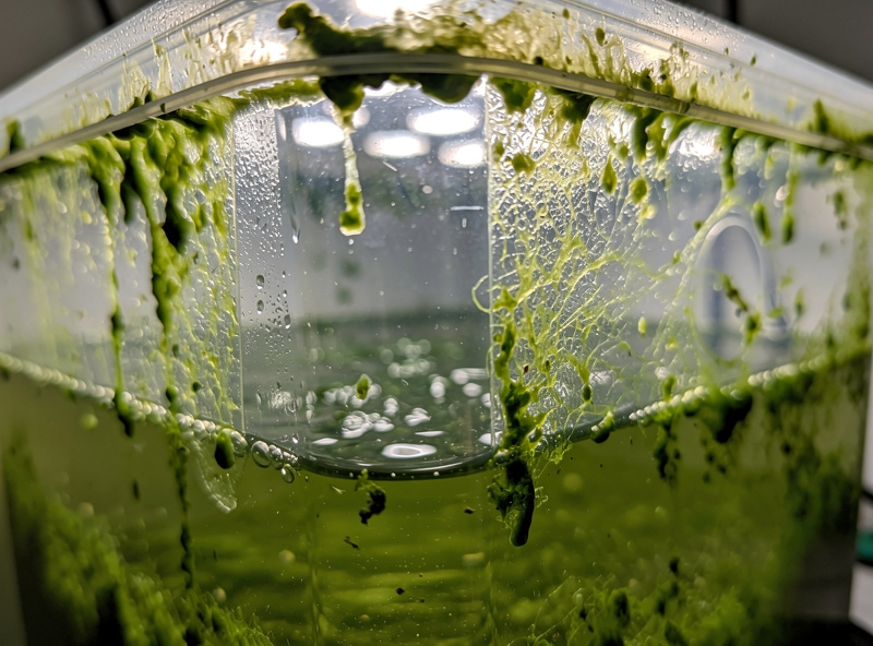 Green algae slime coating the walls and lid of a clear hydroponic reservoir