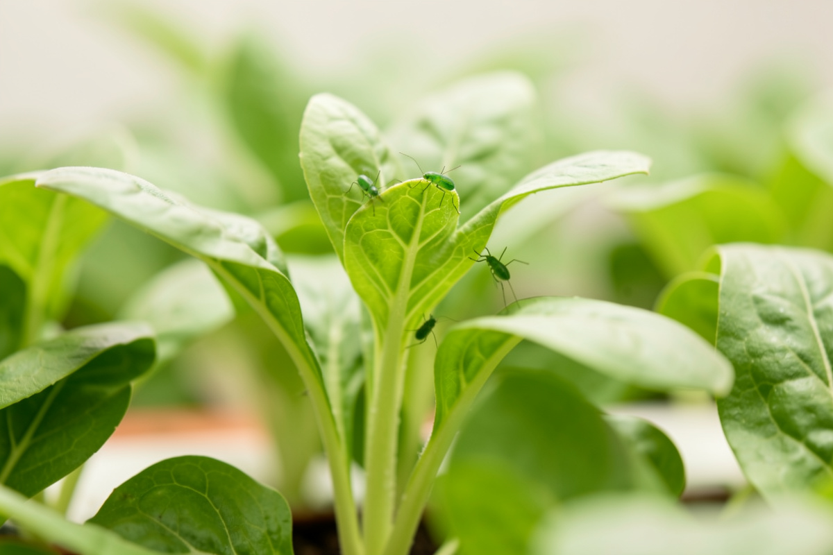 Dealing with aphids in hydroponic gardens