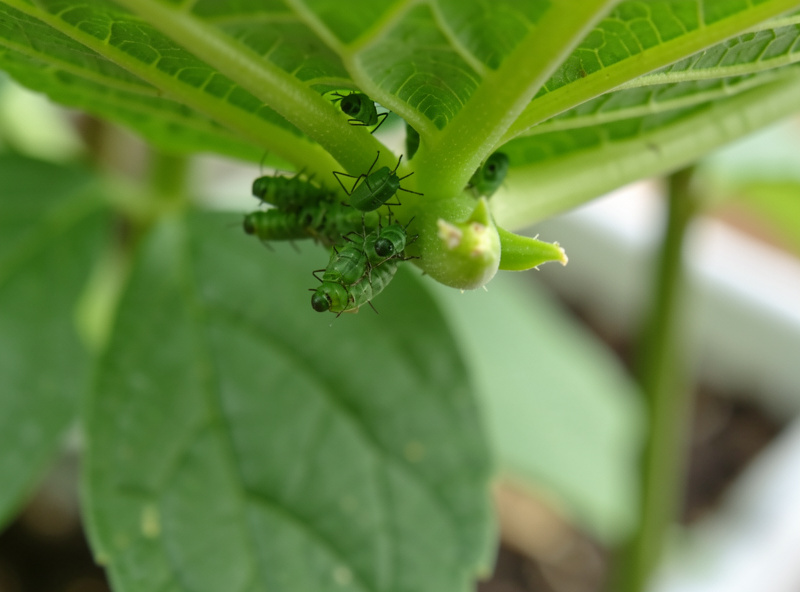 Cluster of green aphids on the underside of a hydroponic plant leaf and on a new growing tip