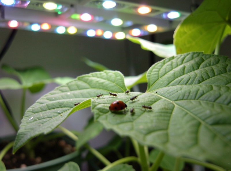 Ladybug on a hydroponic plant leaf hunting aphids under grow lights