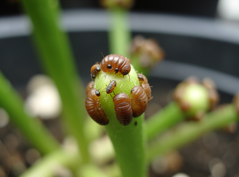 Close-up of a hydroponic plant growing tip showing aphids and the swollen brown mummies left by parasitic wasps
