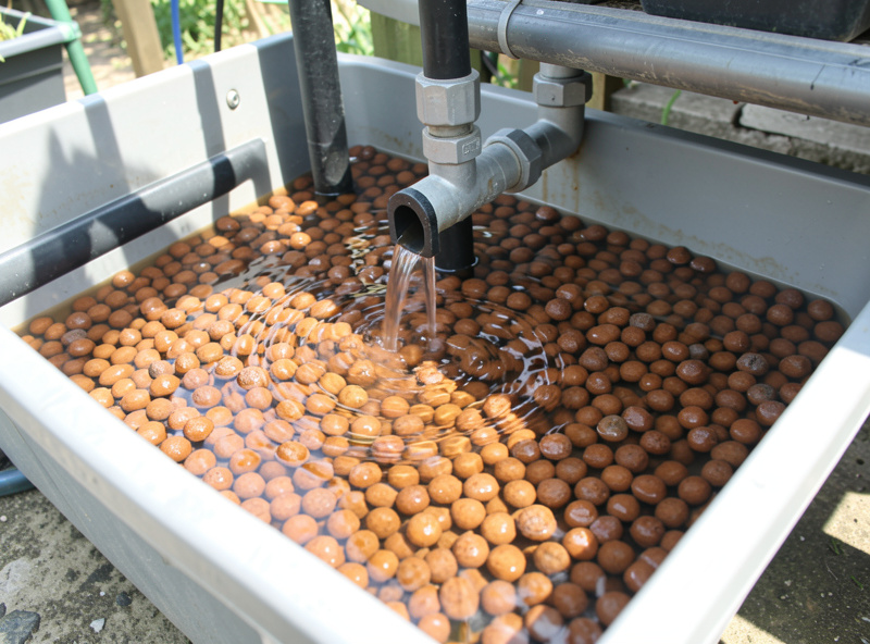 Beginner aquaponics media bed flood and drain system with clay pebbles above a fish tank