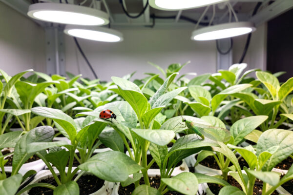 Beneficial Insects for Indoor Hydroponic Grows