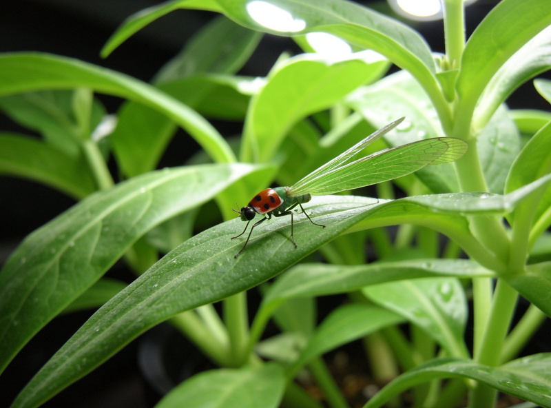 Ladybug and a green lacewing on hydroponic leaves under grow lights, biological pest control in action