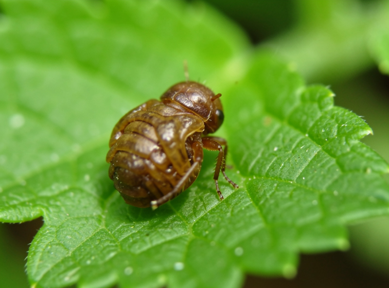 Brown parasitized aphid mummies on a hydroponic leaf showing successful biological control by parasitic wasps