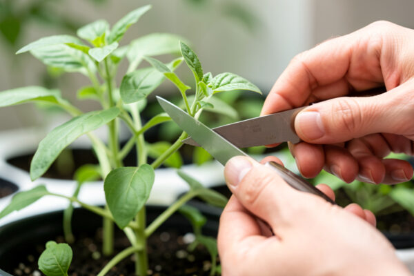 Cloning Plants for Hydroponics: Cuttings That Root