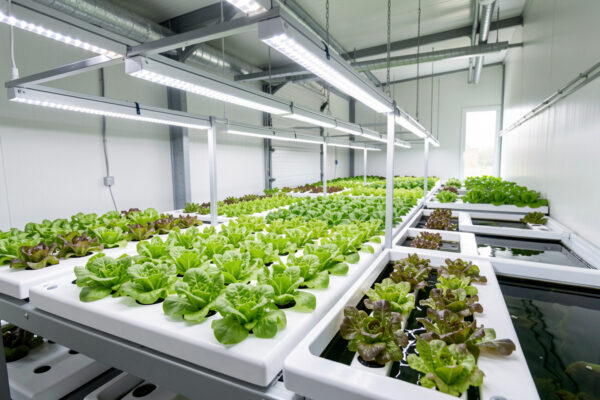 Commercial Hydroponics Guide: Scaling Up From a Home Bench