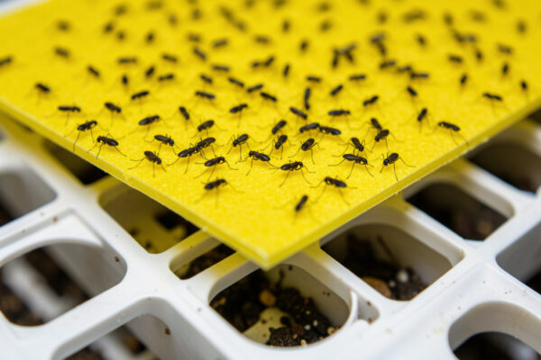 Controlling Fungus Gnats in Hydroponic Systems