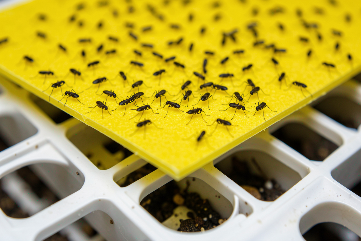 Controlling fungus gnats in hydroponic systems