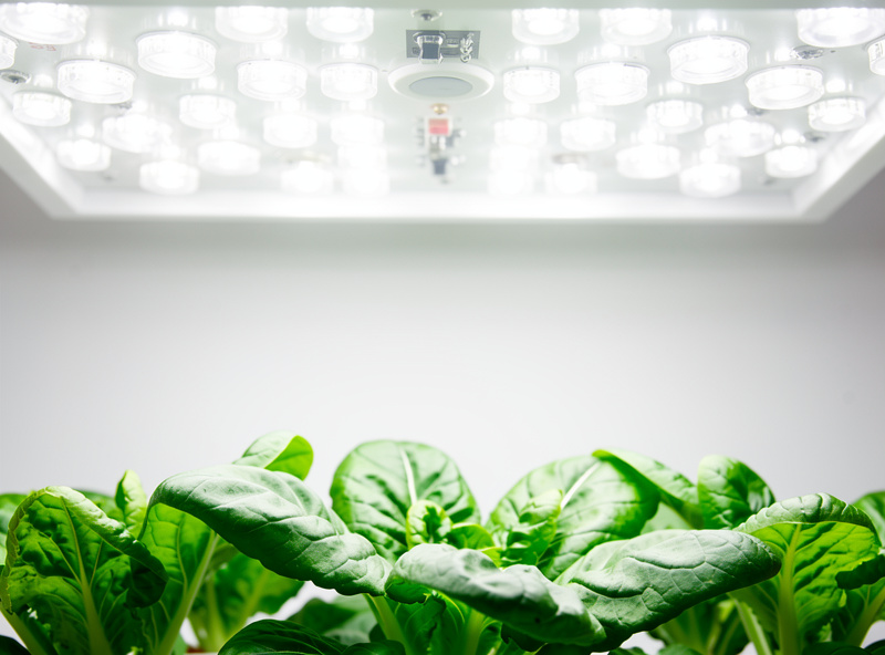 Full-spectrum white LED grow light panel with Samsung diodes illuminating leafy greens below