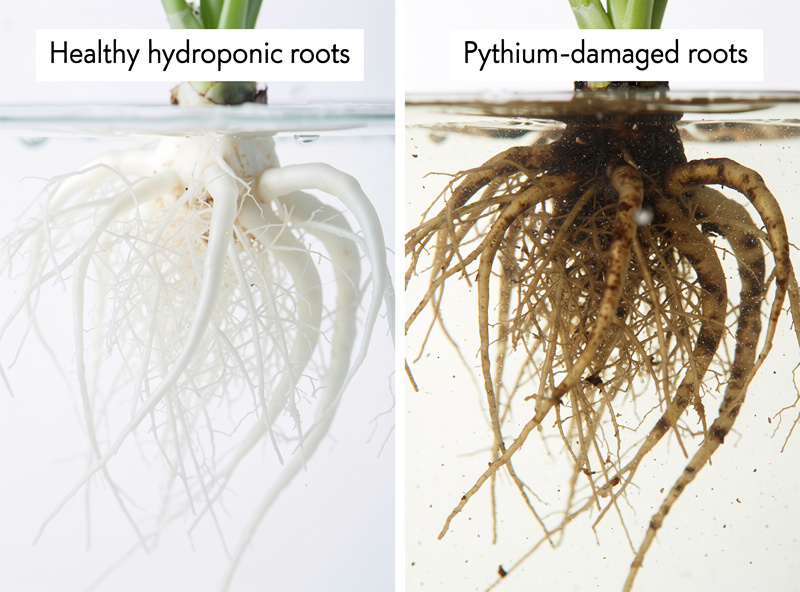 Healthy white hydroponic roots compared to brown Pythium-damaged roots in water