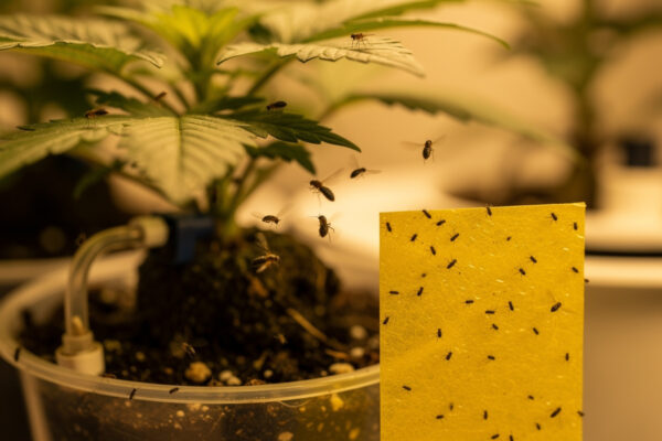 Fungus Gnats in Hydroponics: How to Kill Them for Good