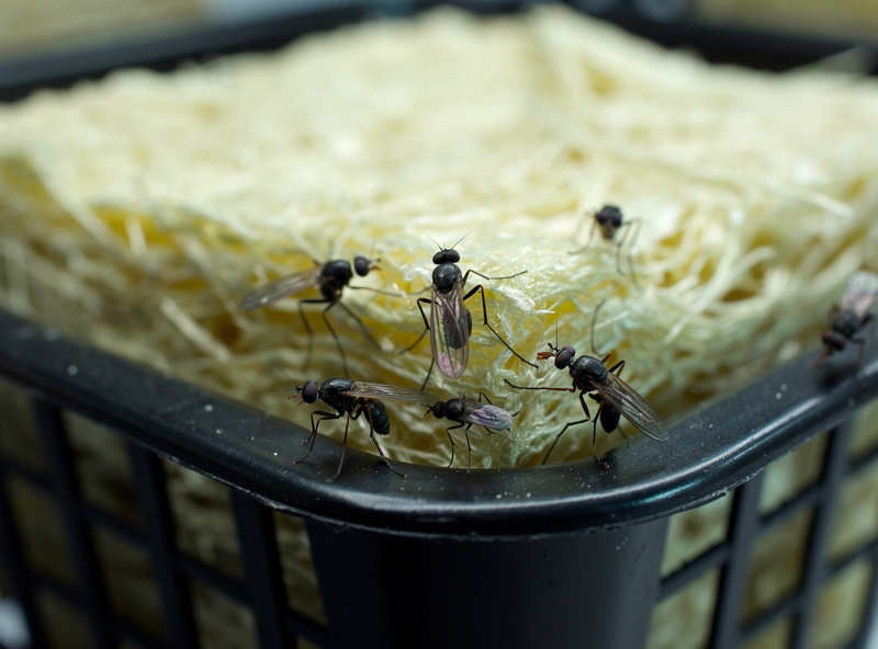 Tiny black fungus gnats on the damp surface of a hydroponic rockwool cube