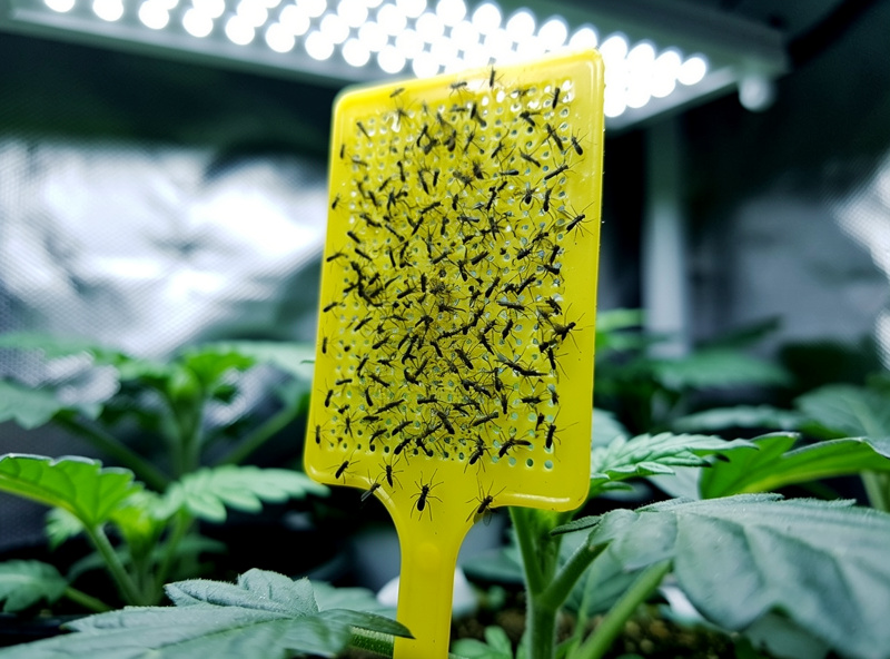 Yellow sticky trap covered with trapped fungus gnats standing among hydroponic plants