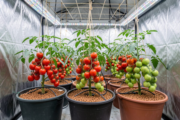 Growing Hydroponic Tomatoes: A Complete Guide
