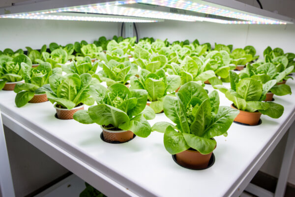 Growing Lettuce Hydroponically: A Complete Guide
