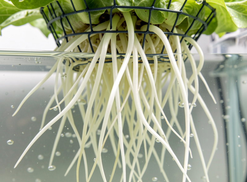 Thick bright white hydroponic lettuce roots dangling from a net pot into aerated nutrient solution