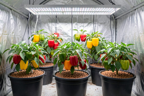Growing Peppers Hydroponically: A Complete Guide