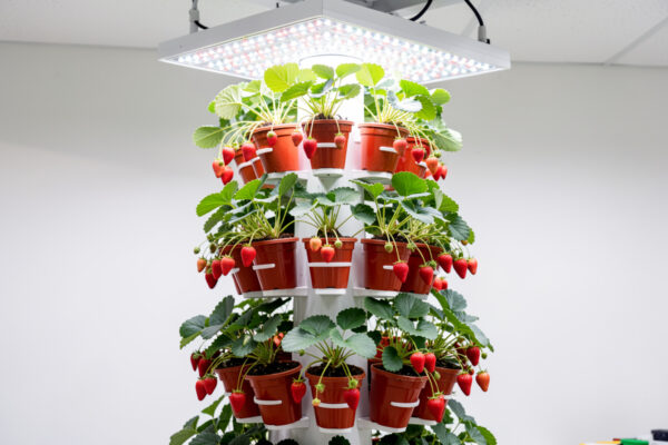 Growing Strawberries Hydroponically: Complete Guide