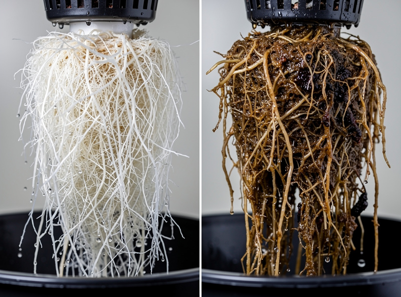 Comparison of healthy white hydroponic roots versus brown slimy oxygen-starved roots from a DWC system
