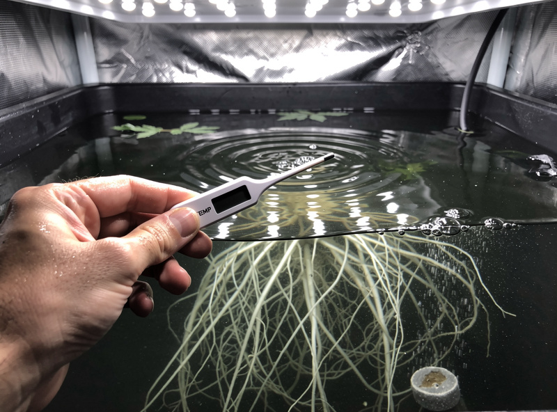 Checking water temperature in a dark hydroponic reservoir with a floating thermometer, white roots visible below the surface