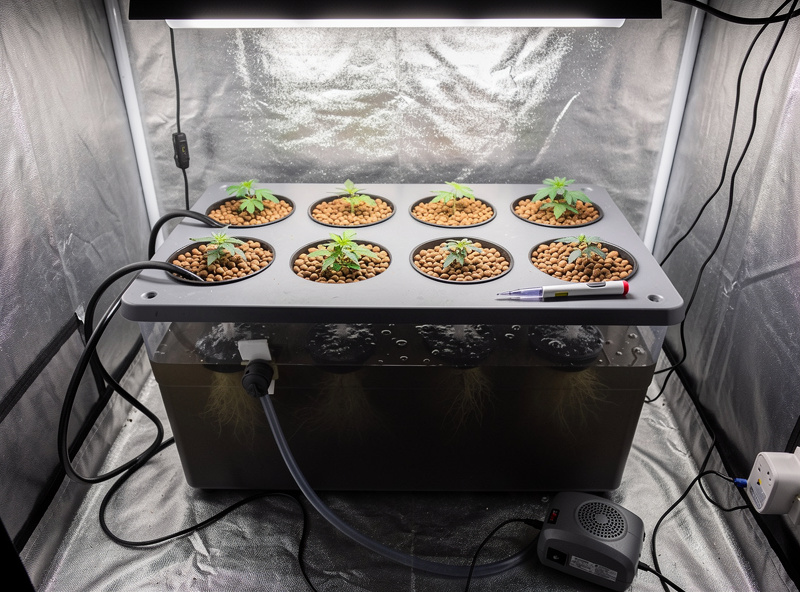 Completed DIY deep water culture hydroponic reservoir with net pots holding seedlings, air pump running, EC pen on top