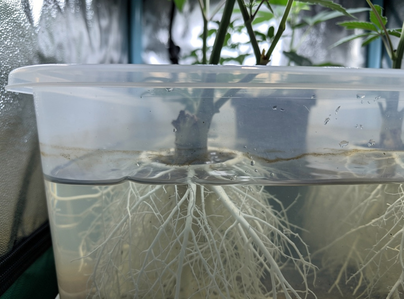 Hydroponic reservoir showing a marked fill line above the lower current waterline from evaporation