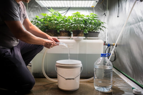 Hydroponic Water Change Schedule: How Often to Dump and Refill