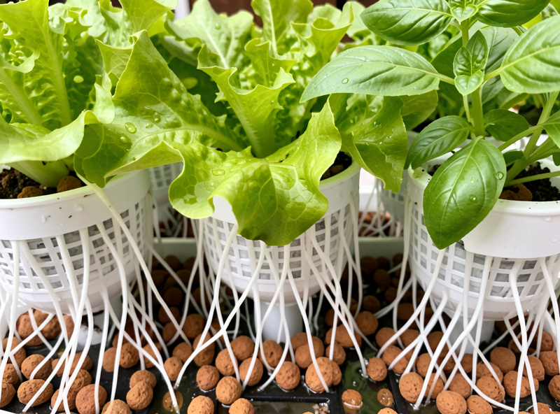 Hydroponic loose-leaf lettuce and basil in white net pots with bright white roots in nutrient solution