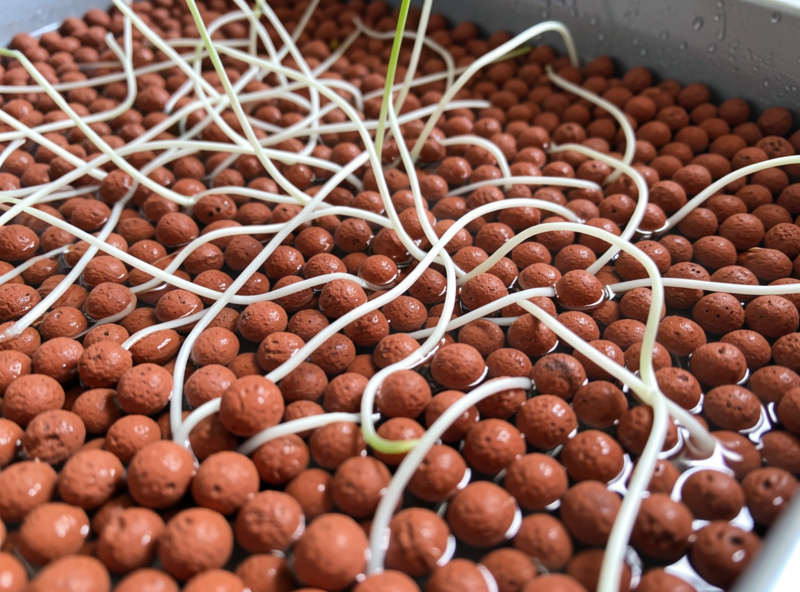 Reddish-brown clay pebbles with white plant roots threading through a flood-and-drain bed