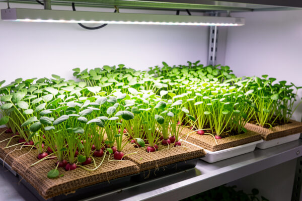 Hydroponic Microgreens Guide: How to Grow Them