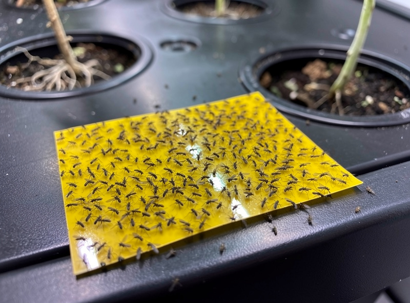 Yellow sticky trap covered in trapped fungus gnats next to a hydroponic reservoir