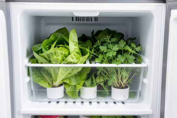 Post-Harvest Storage for Hydroponic Produce