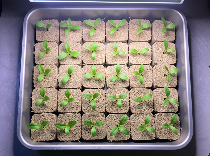 Tray of rockwool cubes with hydroponic seedlings showing first true leaves under LED grow light