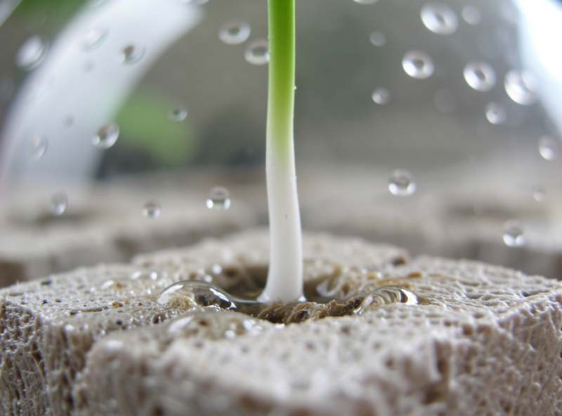 Close-up of hydroponic seedling root emerging from a moist rockwool cube under propagation dome
