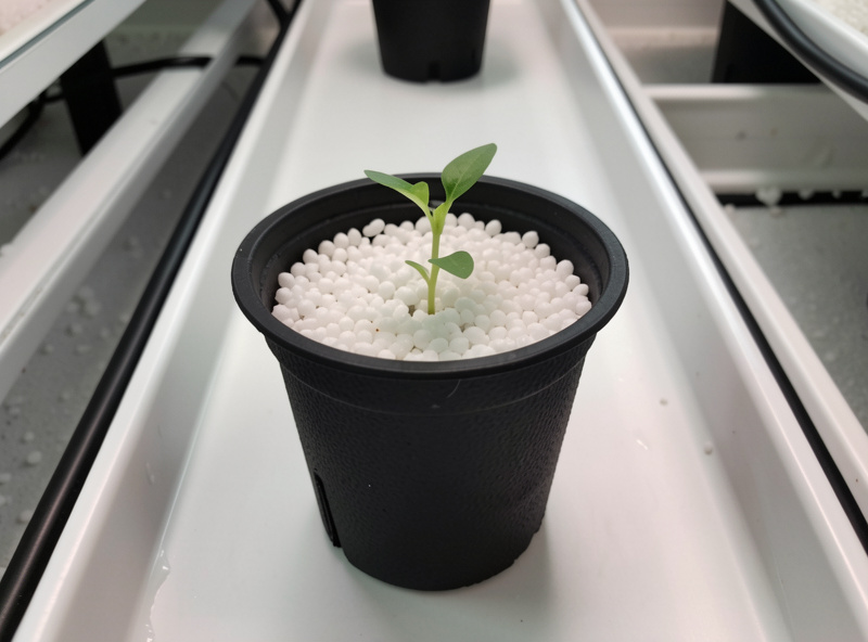 A black net pot filled with white perlite holding a small green seedling in a hydroponic channel