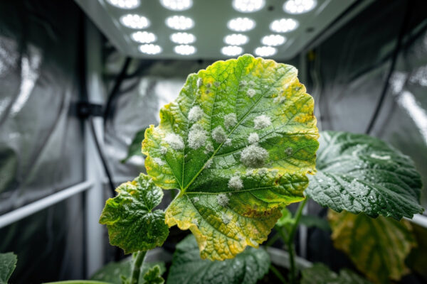 Powdery Mildew in Hydroponics: How to Stop and Treat It