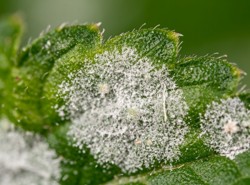 White powdery mildew patches on the upper surface of a hydroponic plant leaf